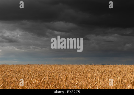 A beautiful isolated English wheat field lit by patches of sunlight with dark stormy skies overhead Stock Photo