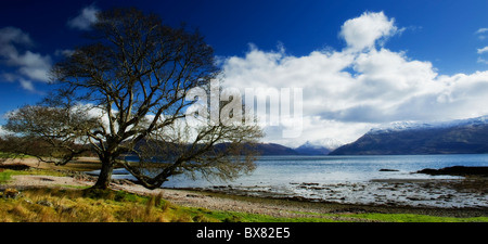 A beautiful winter mountain panoramic view across the shores of loch Linnhe from the Ardnamurchan Peninsula with a large tree Stock Photo