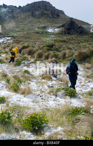 Hikers descending Mt Honey (569 metres) on subantarctic Campbell Island, New Zealand Stock Photo