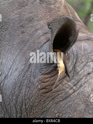 Red-billed oxpecker (Buphagus eruthrorhyncus) cleaning the ear of a white or square-lipped rhinoceros (Ceratotherium simum) Stock Photo