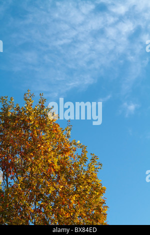 The colorful treetop of a White Oak tree in the Autumn morning light. The scientific name for this tree species is Quercus Alba. Stock Photo