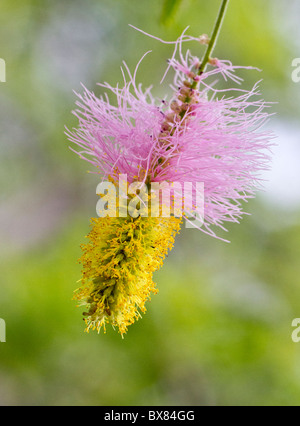 Flower of the sickle bush (Dichrostachys cinerea) Stock Photo