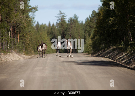 Reindeers in Lapland road, Finland Stock Photo