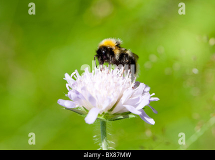 A bee pollinating thrift ( Armeria maritima ) flower , Finland Stock Photo
