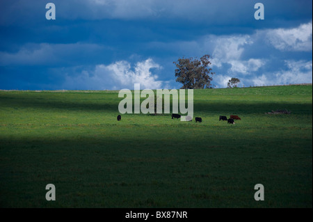 Cattle grazing on hillside Stock Photo