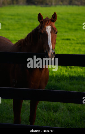 Horses grazing in lush pastures Stock Photo