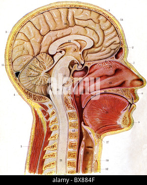 medicine, anatomy, muscles, musculature of human body (frontside), chart, scientific teaching material by Schmeil 'Der Mensch', Germany, 1922, Additional-Rights-Clearences-Not Available Stock Photo