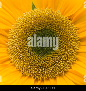 Sunflower close-up - Helianthus annus Stock Photo