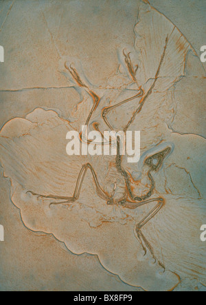 Archaeopteryx, fossil bird Stock Photo - Alamy