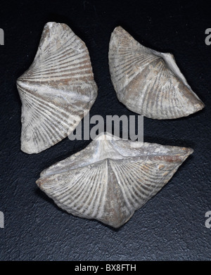 fossil brachiopods Stock Photo