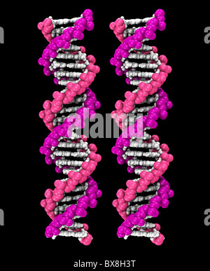 3D space-filling computer model of a DNA molecule Stock Photo