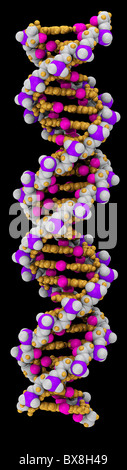 3D space-filling computer model of a DNA molecule Stock Photo