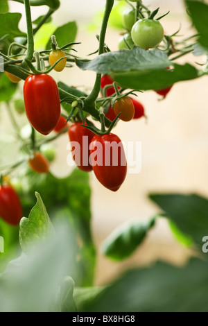 vine plum tomatoes, Stock Photo