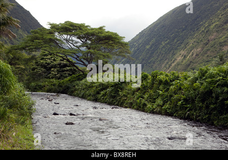 Hawaiian valley river on the Big Island Stock Photo
