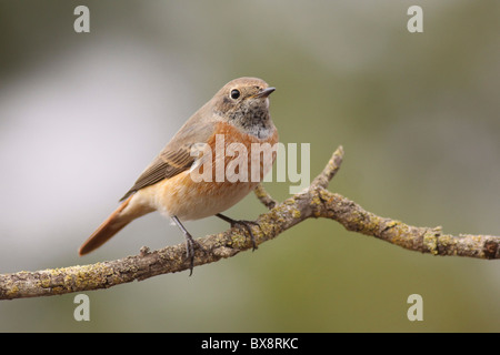 Juvenile Male redstart (Phoenicurus phoenicurus) perched on a pine tree branch. Stock Photo