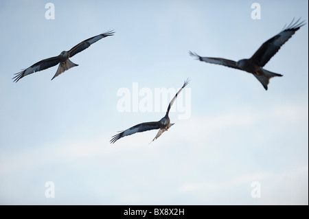 Three red kite in the sky over a feeding station in mid wales Stock Photo