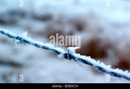 Barbed wire with ice cystals Stock Photo