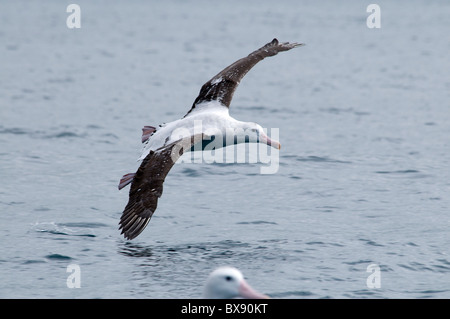 Wandering Albatros flying over Pacific Ocean, Wanderalbatros fliegt über den Pazifik Stock Photo