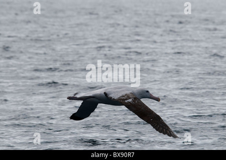 Wandering Albatros flying over Pacific Ocean, Wanderalbatros fliegt über den Pazifik Stock Photo