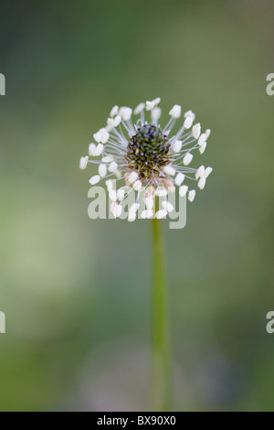 Ribwort plantain Plantago lanceolata flower Stock Photo
