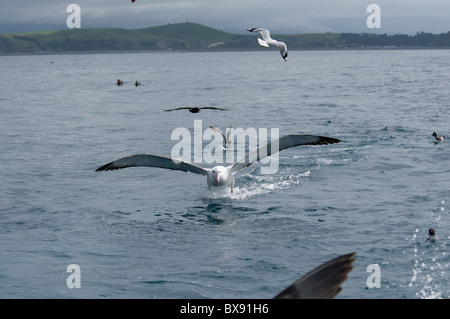 Wandering Albatros starting from Pacific Ocean, Wanderalbatros startet im Pazifik Stock Photo