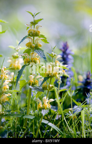 Yellow Dead-nettle or Yellow Archangel Lamiastrum galeobdolon flowers Stock Photo