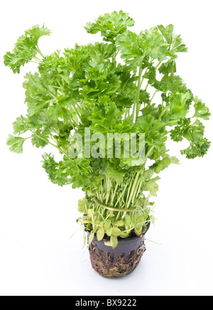 Bunch of parsley on a white background Stock Photo