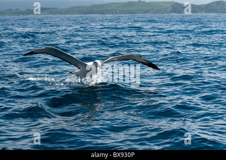 Wandering Albatros landing from Pacific Ocean, Wanderalbatros landet im Pazifik Stock Photo