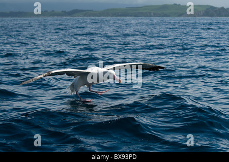 Wandering Albatros starting from Pacific Ocean, Wanderalbatros startet im Pazifik Stock Photo