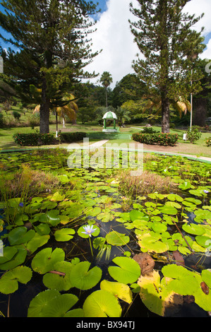 Kingstown Botanical gardens, St. Vincent & The Grenadines. Stock Photo
