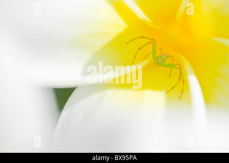 Green crab spider in a tropical plumeria or frangipani flower Stock Photo