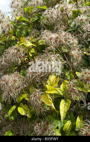Old mans beard attractive climber wispy fluffy soft seed heads slender feathery thread  wind dispersal Stock Photo