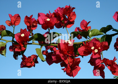 Red Bougainvillea Flowers Against A Blue Sky, Arba Minch, Ethiopia Stock Photo