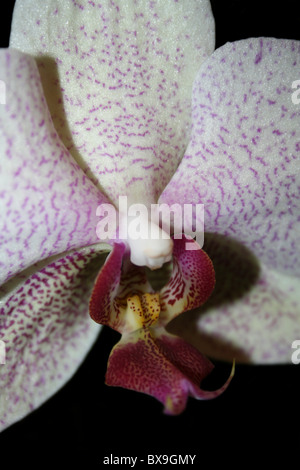 White Moth Orchid Phalaenopsis Hybrid Stock Photo