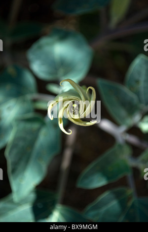 The folded stalk of a Sacred Datura (Datura wrightii) flower, radially symmetrical, with leaves in the background. Stock Photo