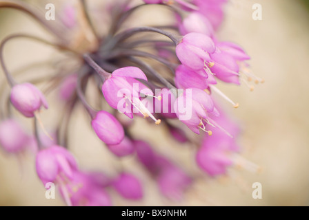 Allium Cernuum - Nodding onion, Lady's  leek  RHS AGM Stock Photo