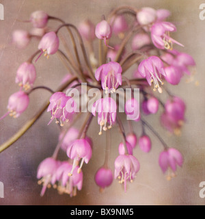 Allium Cernuum - Nodding onion, Lady's  leek  RHS AGM Stock Photo