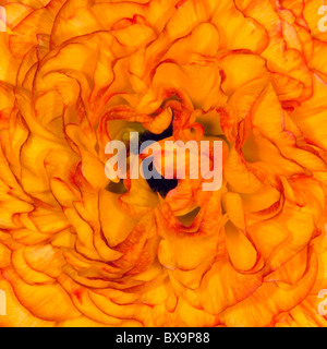 Close-up abstract of an orange Ranunculus flower Stock Photo