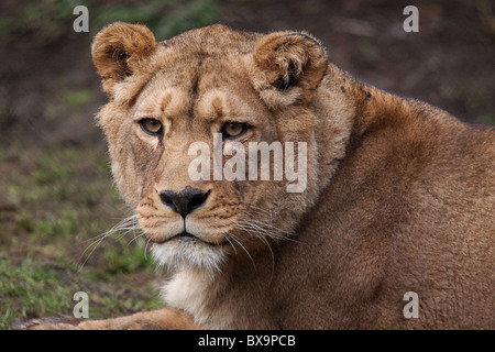 photo of an alert  Atlas ( Barbary) Lioness staring at something Stock Photo