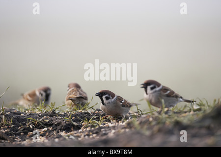 Eurasian Tree Sparrows, Passer montanus feeding on the ground East Yorkshire, UK Stock Photo