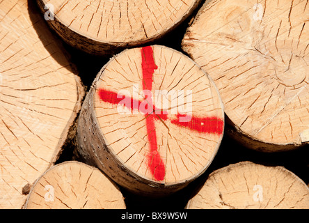Closeup of the sawed ends of a Eurasian aspen ( populus tremula )  logs in a pile , Finland Stock Photo