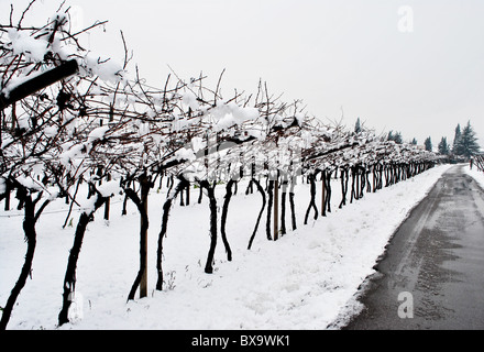 vineyard in winter the snow-covered Stock Photo