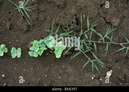 Large or hairy crabgrass (Digitaria sanguinalis) plant in seedling cotton crop, Greece Stock Photo