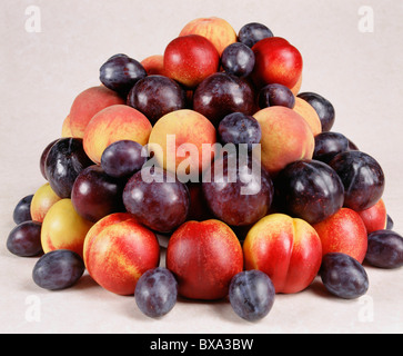 STONE FRUITS / PEACHES; PLUMS; PRUNES; DRIED APRICOTS; PRUNE PLUMS; WASHINGTON NECTARINES AND CHERRIES Stock Photo