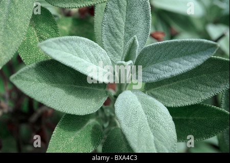 Fresh Sage (Salvia) growing Stock Photo