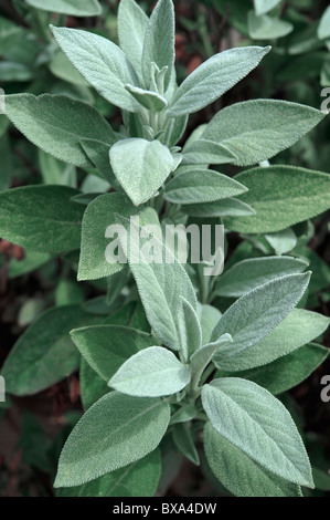 Fresh Sage (Salvia) growing Stock Photo