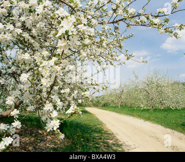APPLE BLOSSOMS / PENNSYLVANIA Stock Photo