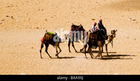 Riding camels in the sands of Egypt. Stock Photo