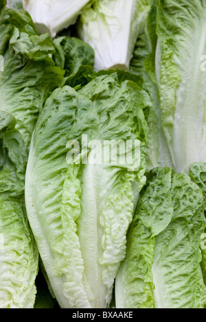A display of Cos (Romaine) style lettuces for sale on a market stall, Surrey, England. Stock Photo