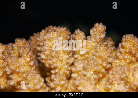 Millepora dichotoma - Coral reef in Red Sea Stock Photo